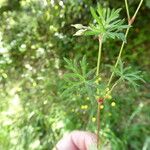 Geranium columbinum Liść