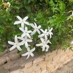 Jasminum grandiflorum Flower