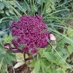 Angelica gigas Blüte