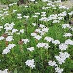 Achillea erba-rotta Цветок