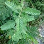 Waltheria indica Fuelha