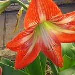 Hippeastrum correienseBloem