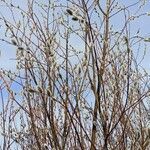 Salix acutifolia چھال