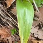 Orchis purpurea Leaf