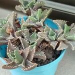 Faucaria tigrina Blad