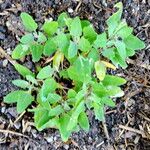 Chenopodium quinoa Vivejo