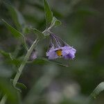 Solanum umbelliferum Květ