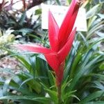 Billbergia viridiflora Virág