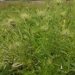 Cirsium discolor Hoja