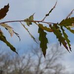 Quercus laurifolia Blad