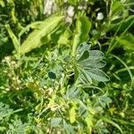 Trigonella foenum-graecum पत्ता