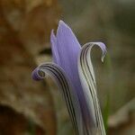 Crocus reticulatus Flower