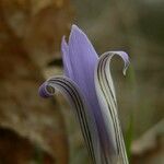 Crocus reticulatus 花