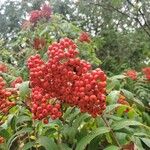 Sorbus aucupariaফল