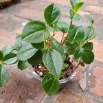 Peperomia glabella Ліст