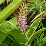 Billbergia pyramidalis 花