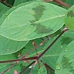 Persicaria virginiana Folha