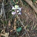Cynorkis ridleyi Lorea