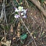 Cynorkis ridleyi Flower