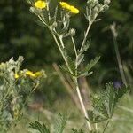 Potentilla inclinata മറ്റ്