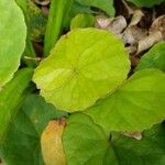 Centella asiatica ഇല