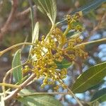 Lithraea molleoides Flower