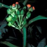 Polygala venenosa Fruit