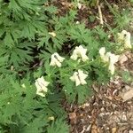 Aconitum vulparia Flower