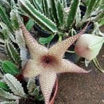 Stapelia gigantea 花