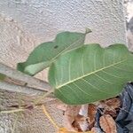 Ficus guaranitica Hoja