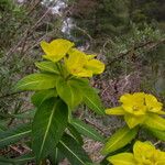 Euphorbia luteoviridis Habitus