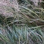 Calamagrostis varia Blad