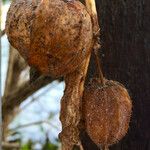 Physalis alkekengi Fruchs