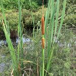 Typha orientalis Žiedas