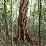Ficus prolixa Bark