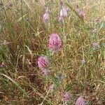 Trifolium purpureum花