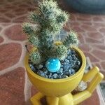 Mammillaria prolifera Характер