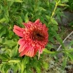 Echinacea purpurea Flower