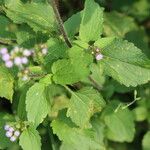 Ageratum conyzoides Folha