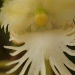 Rhipidoglossum polydactylum 花