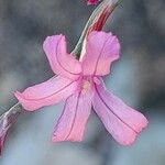 Acantholimon scorpius Квітка