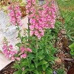 Digitalis thapsi Pokrój