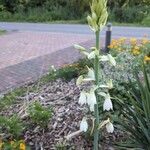 Ornithogalum candicans Lorea