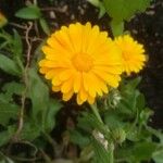 Calendula officinalisപുഷ്പം