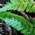 Dryopteris carthusiana برگ