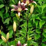 Lilium bulbiferum Habitus