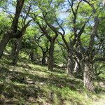 Nothofagus pumilio Hàbitat