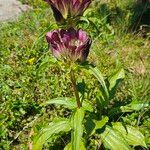 Gentiana pannonica موطن