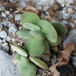 Crassula cotyledonis Leaf