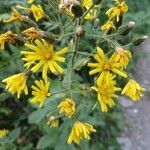 Hieracium prenanthoides Kukka